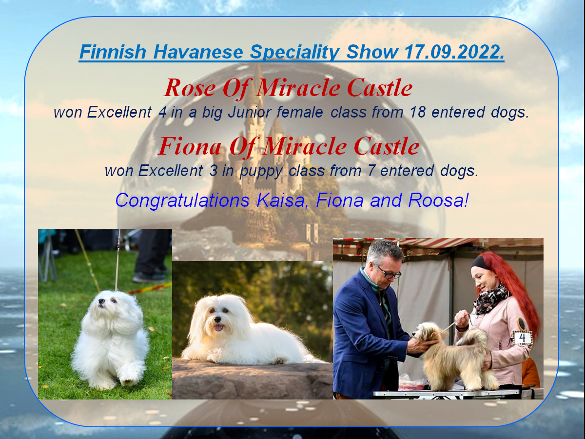 Havanese Of Miracle Castle show news