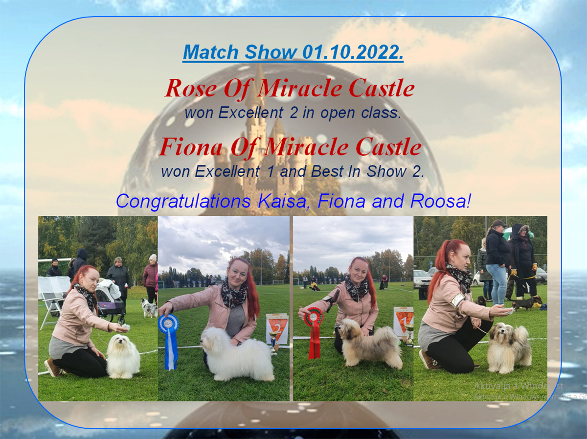 Havanese Of Miracle Castle show news